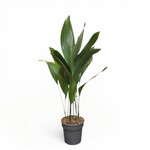Planten Aspidistra elatior - Ø21 - Hoogte 100 cm