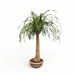 Planten Beaucarnea nolina - Ø3O - Hoogte 90 cm