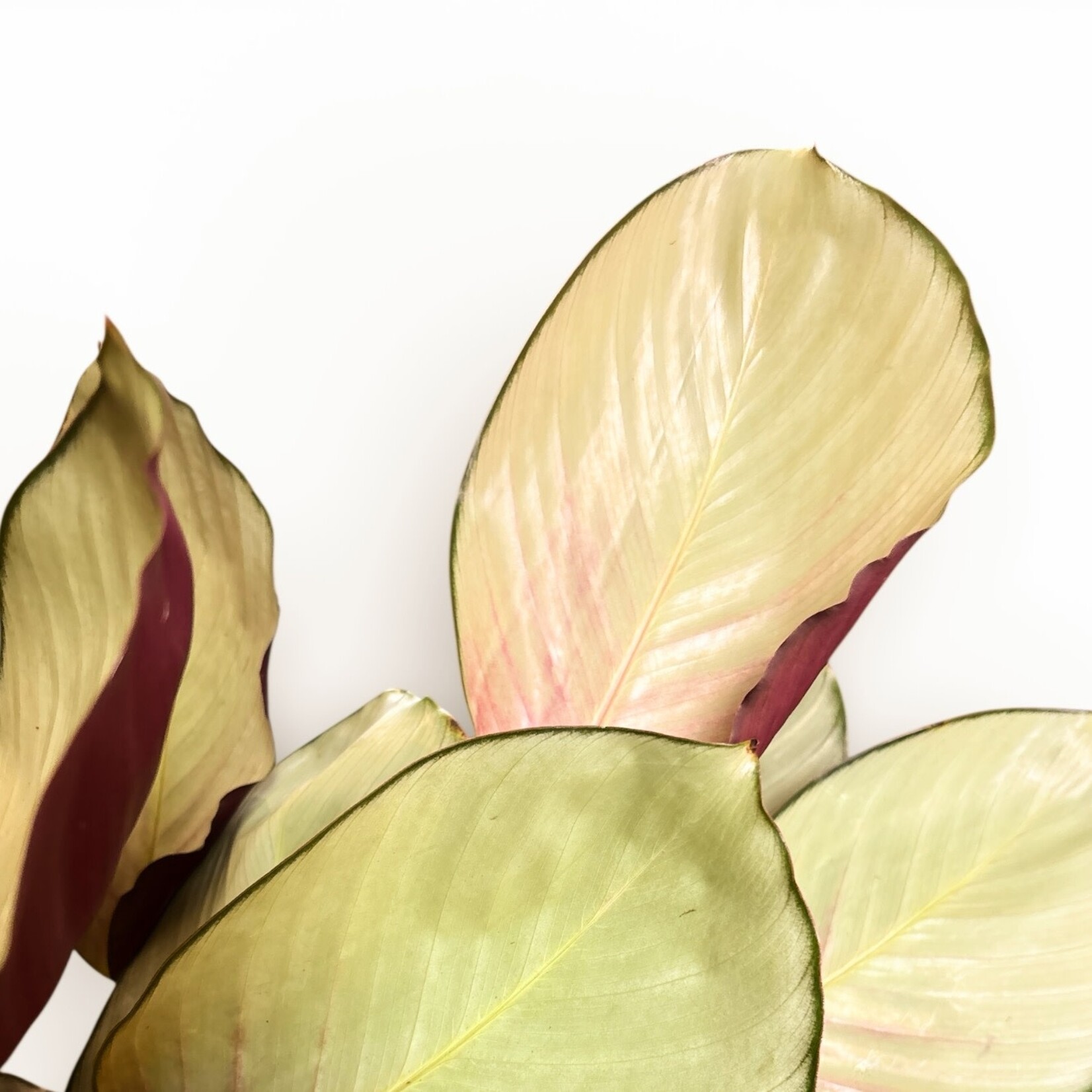 Planten Calathea silver plated - Ø19 - Hoogte 85 cm