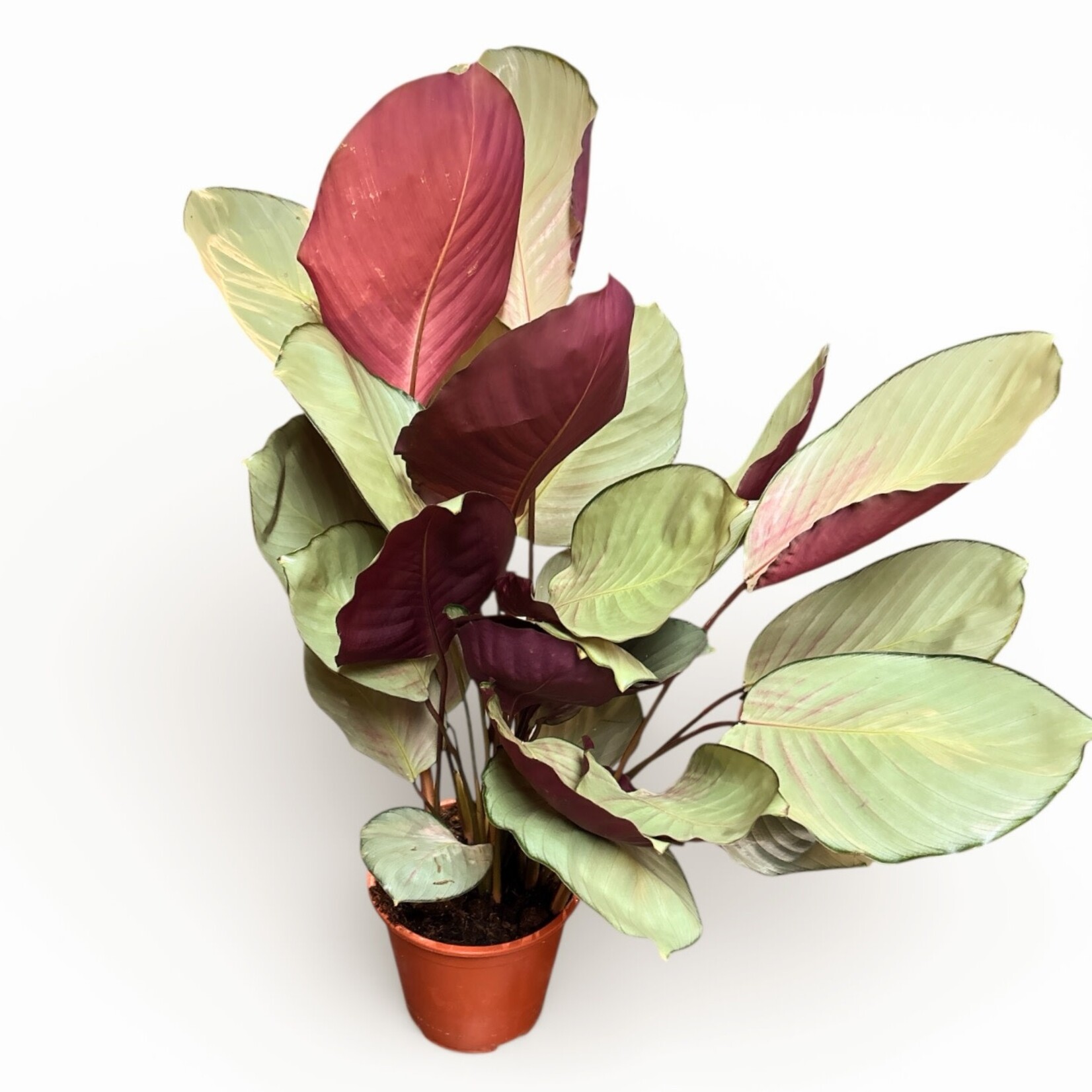 Planten Calathea silver plated - Ø19 - Hoogte 85 cm
