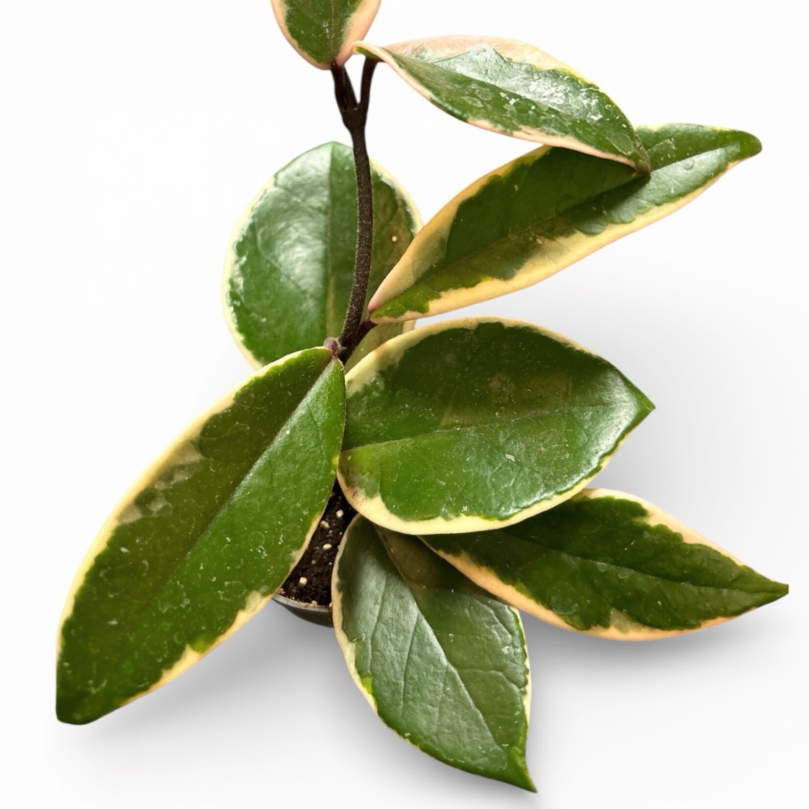 Planten oya carnosa flamingo dream  - Ø06 - Hoogte 10 cm