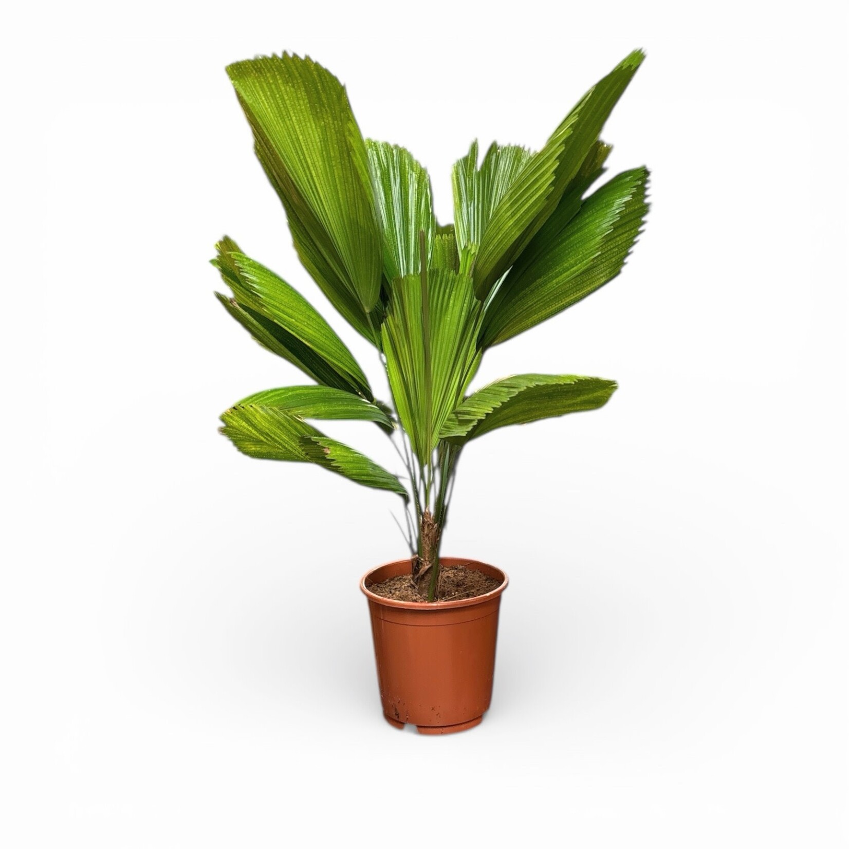 Planten Licuala - Ø24 - Hoogte 90 cm