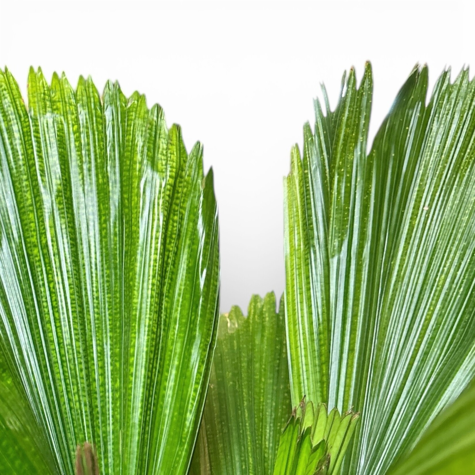 Planten Licuala - Ø24 - Hoogte 90 cm