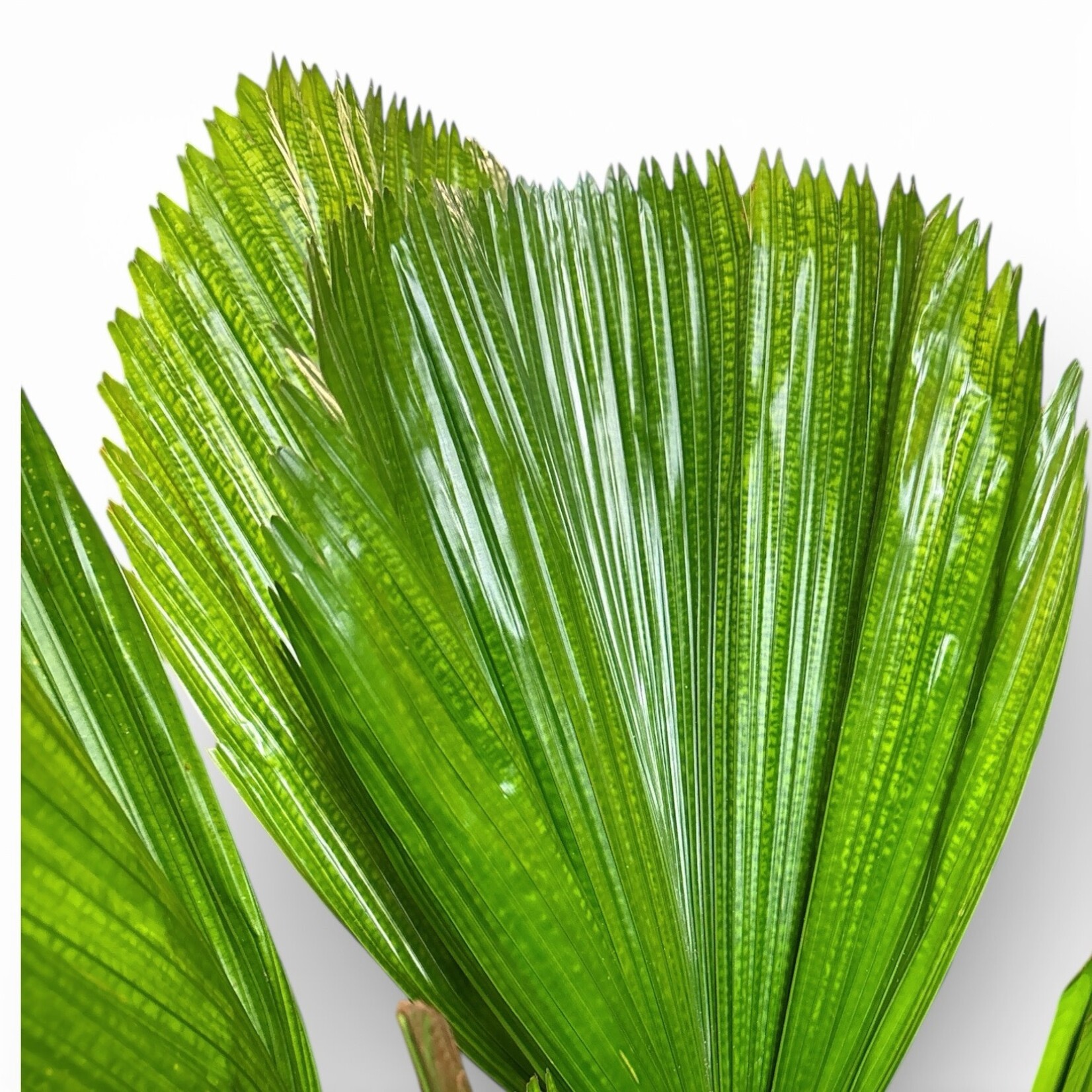 Planten Licuala - Ø24 - Hoogte 90 cm