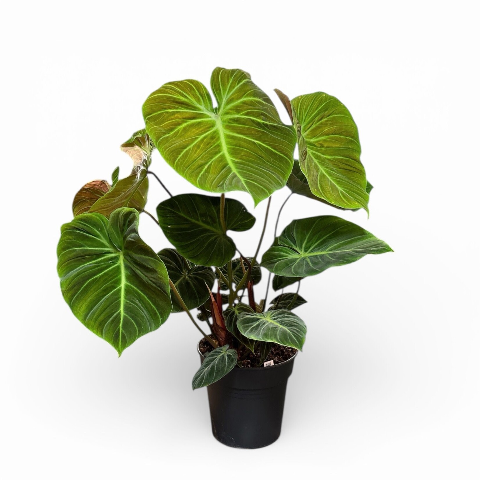 Planten Philodendron el choco red - Ø24 - Hoogte 60 cm