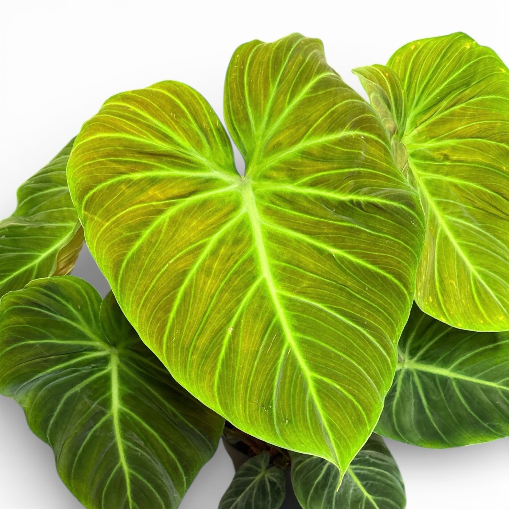 Planten Philodendron el choco red - Ø24 - Hoogte 60 cm