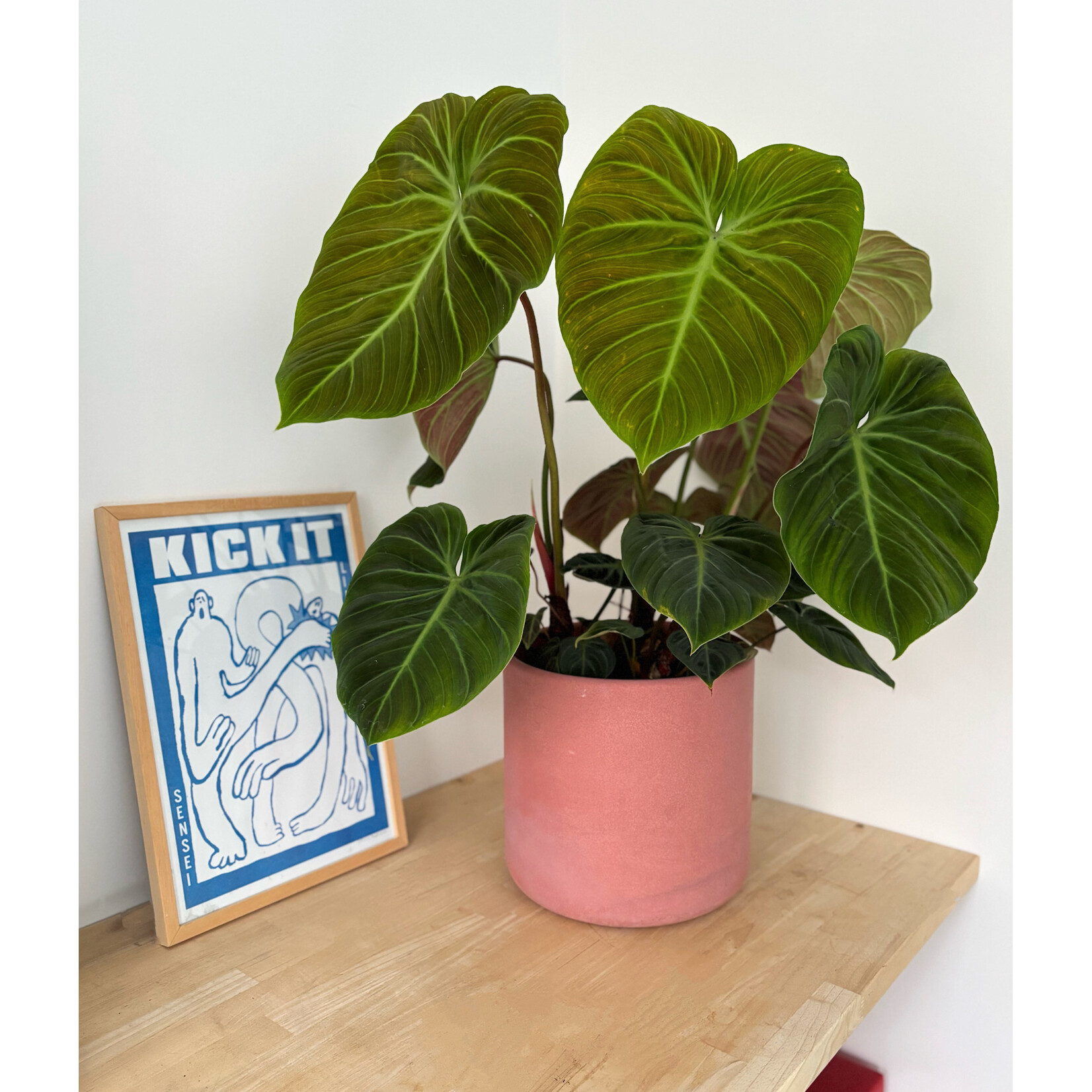 Planten Philodendron el choco red - Ø24 - Hoogte 60 cm