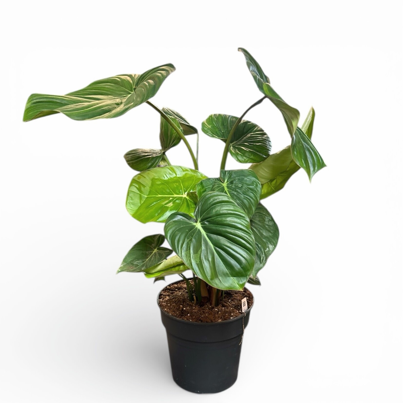Planten Philodendron Mc Dowell - Ø24 - Hoogte 60 cm