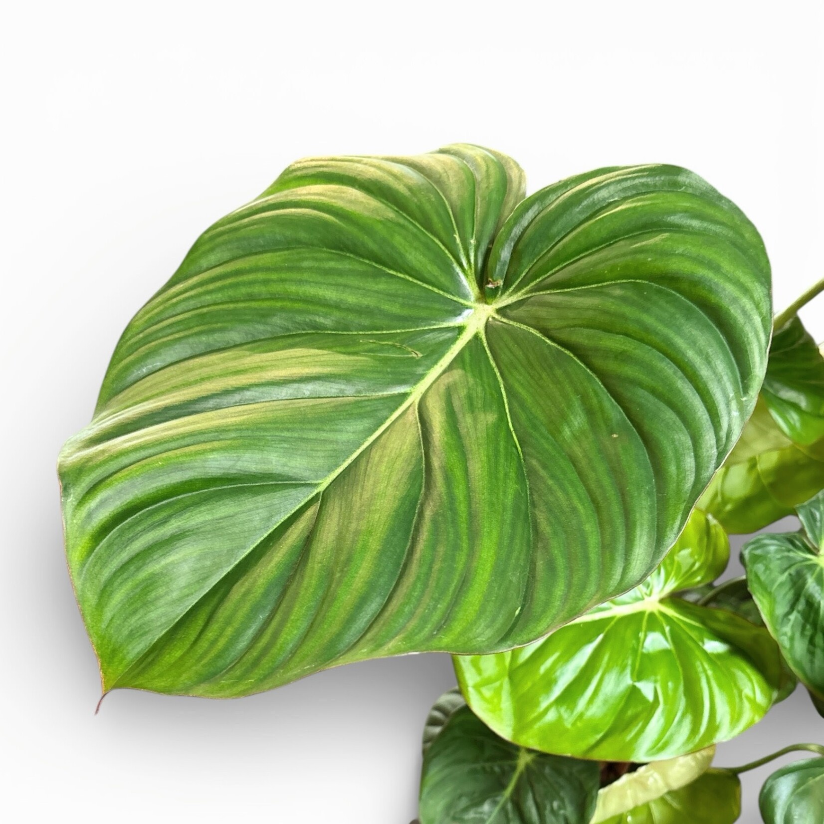 Planten Philodendron Mc Dowell - Ø24 - Hoogte 60 cm
