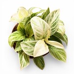 Planten Philodendron ivory vein - Ø12