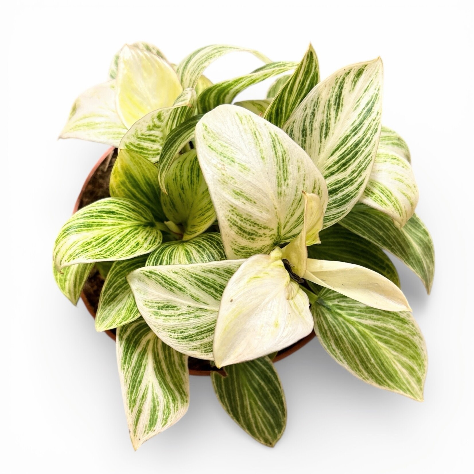 Planten Philodendron ivory vein - Ø12