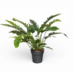 Planten Philodendron narrow - Ø24 - Hoogte 70 cm