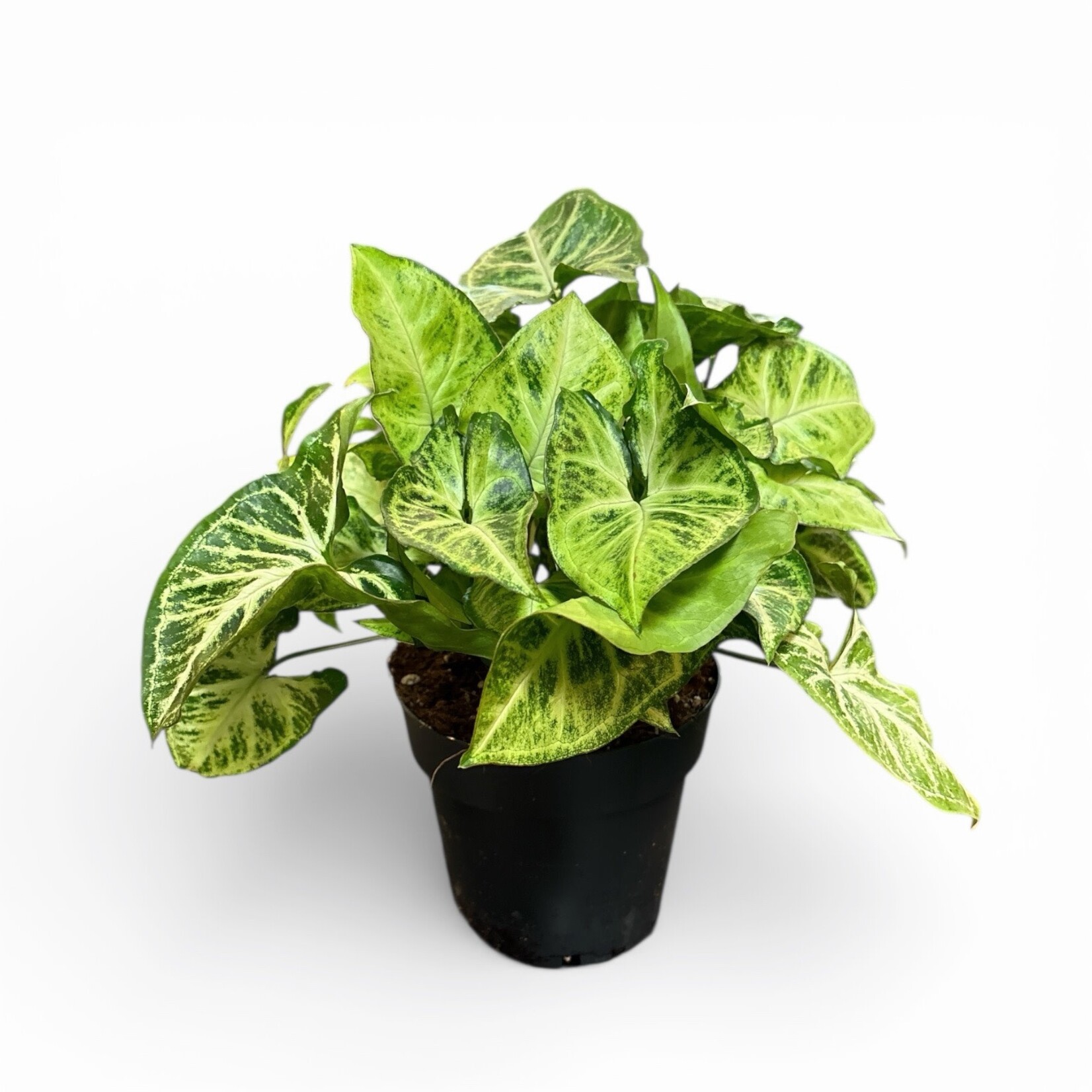 Planten Syngonium  arrow - Ø12