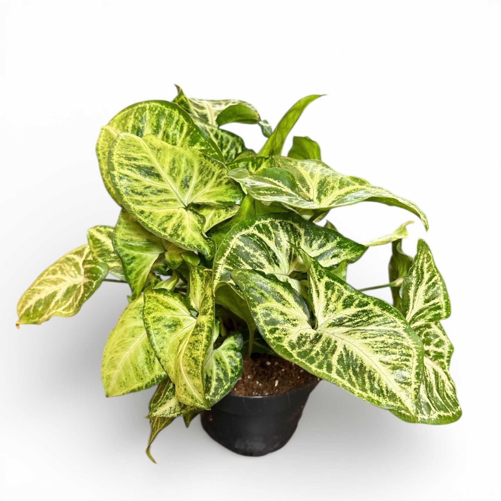 Planten Syngonium  arrow - Ø12