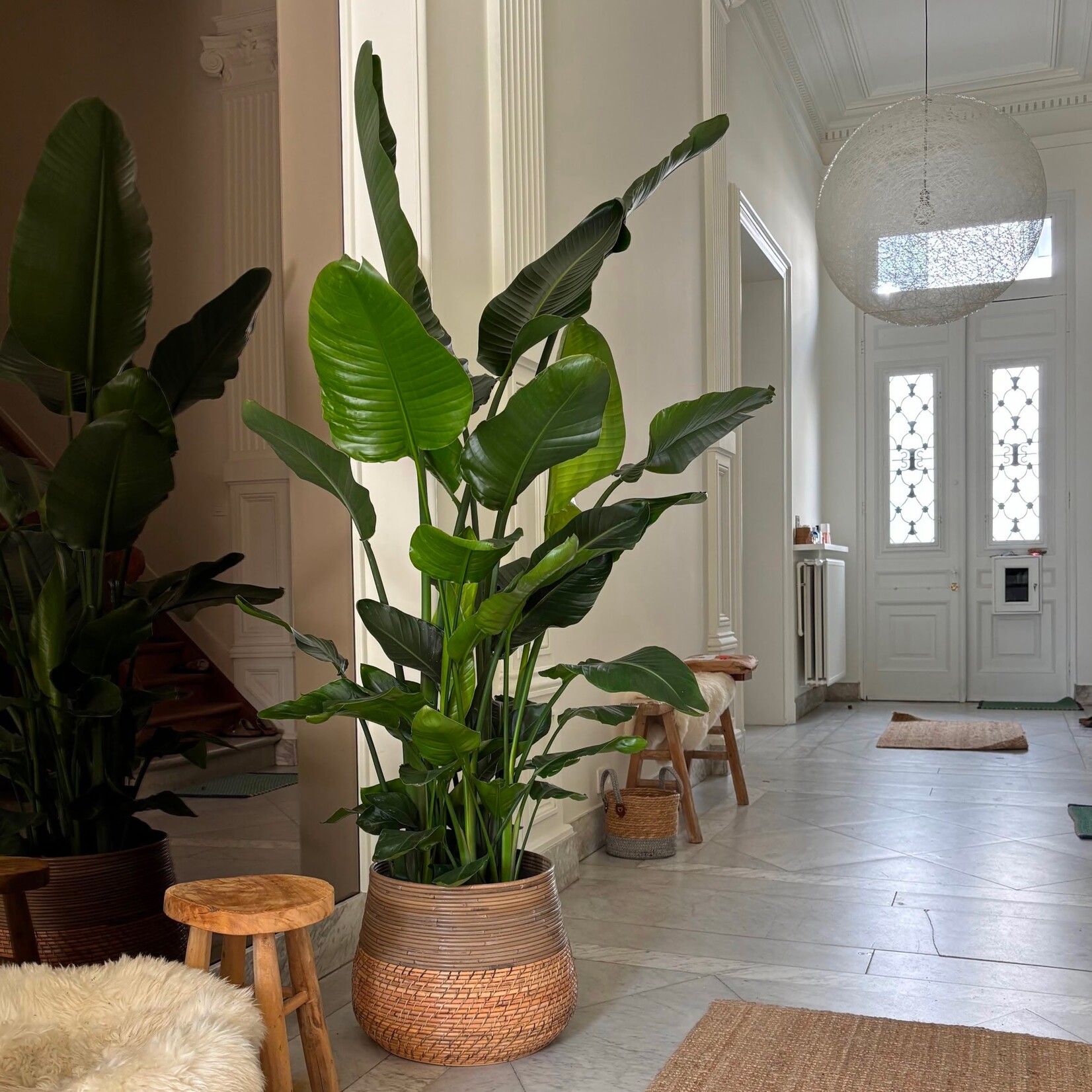 Planten Strelitzia nicolai - Ø35 H150