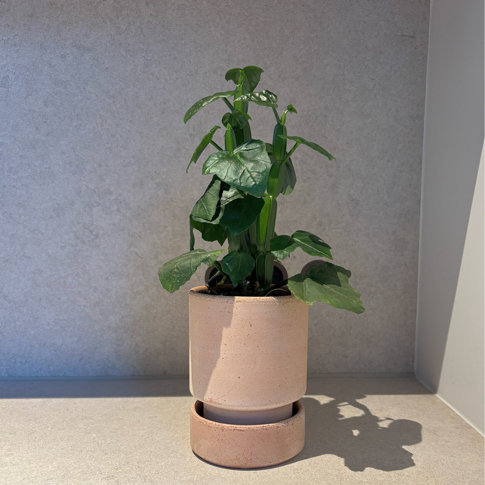 Bergs Potter Hoff pot rose met rose schotel - Ø11