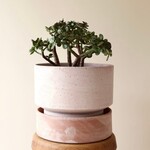 Bergs Potter Hoff pot rose met schotel rose  - Ø28,5
