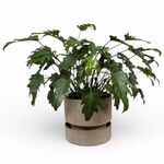 Bergs Potter Hoff pot grey  met schotel grey - Ø28,5