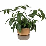 Bergs Potter Hoff pot rose met schotel rose  - Ø28,5