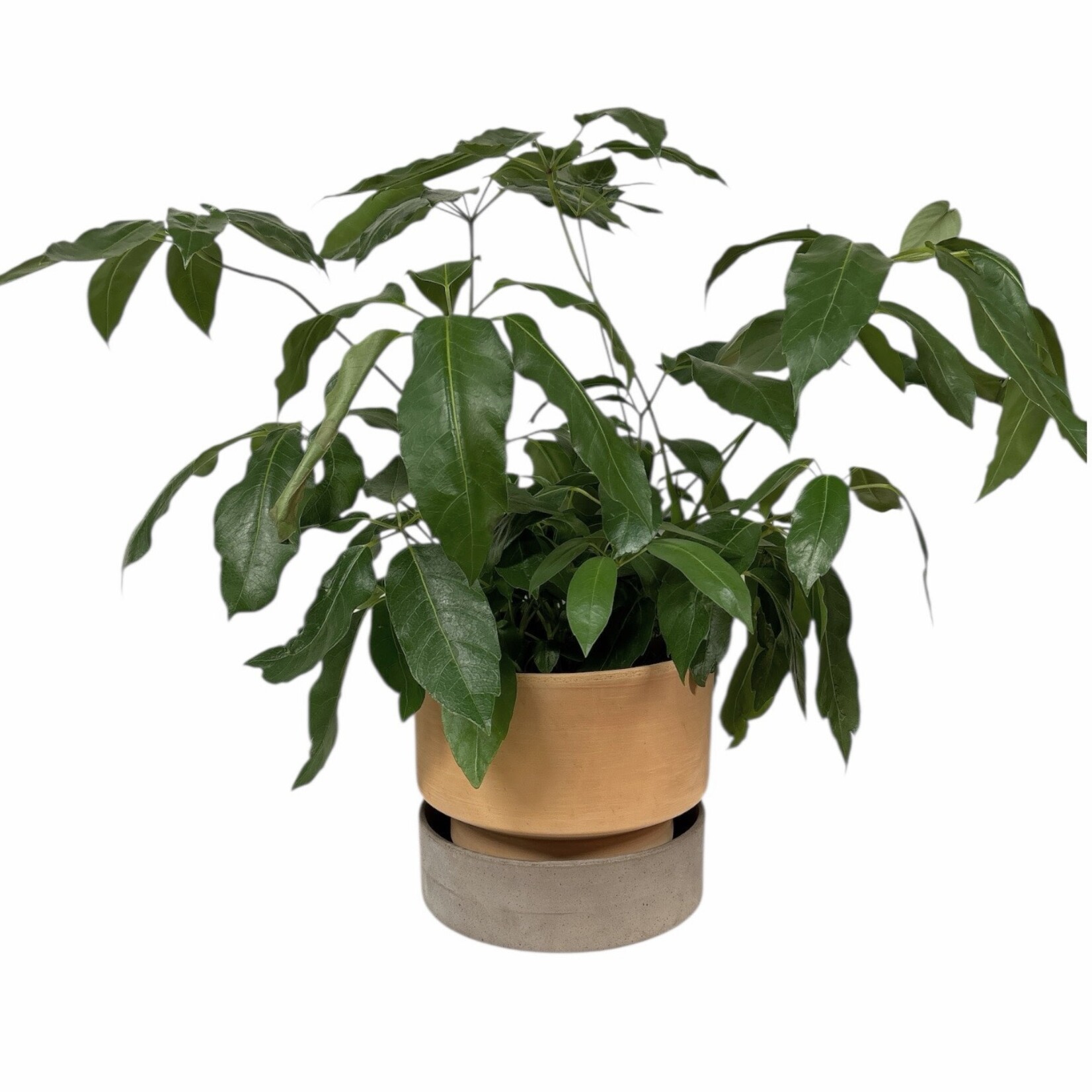 Bergs Potter Hoff pot rose met schotel rose  - Ø28,5