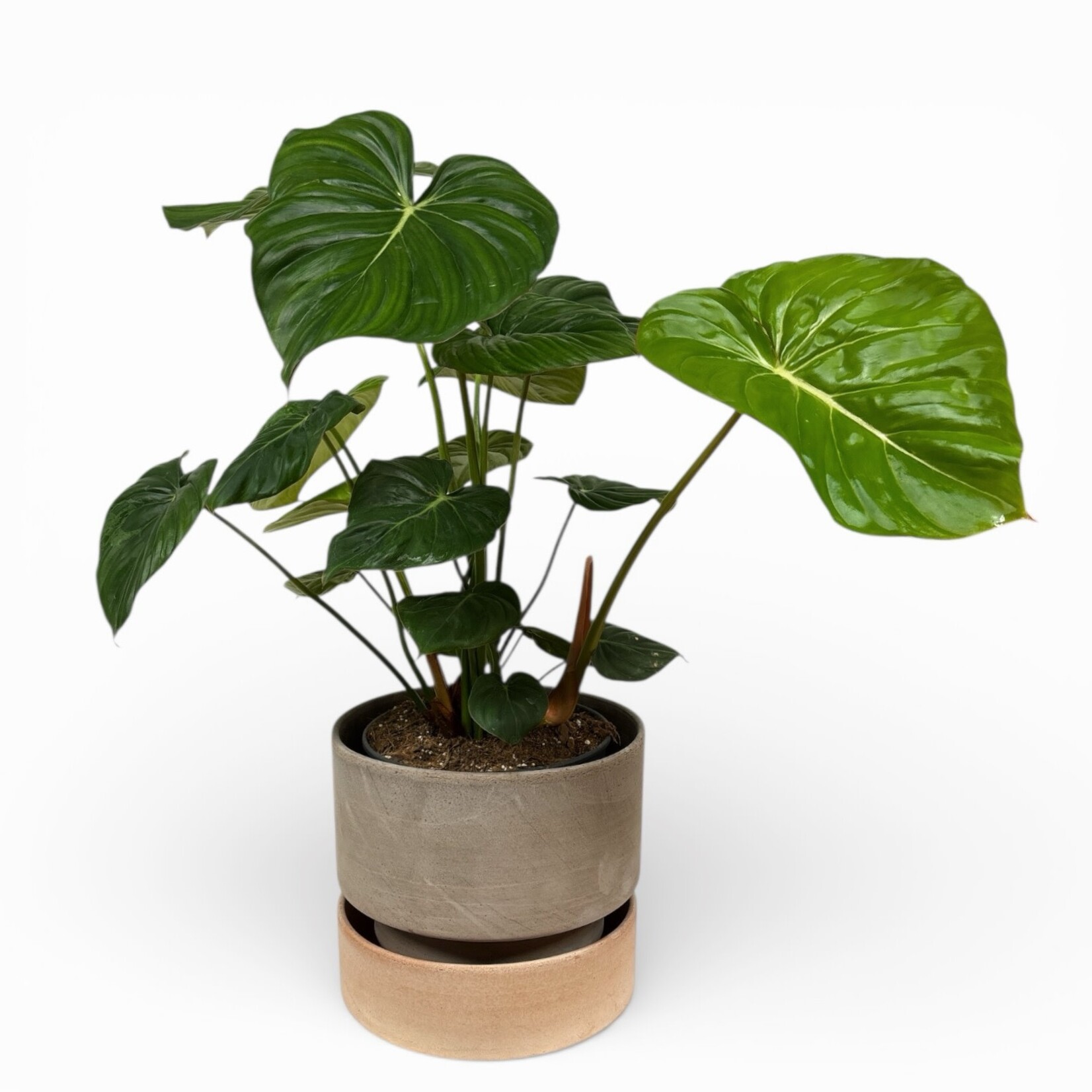 Bergs Potter Hoff pot grey met schotel rose - Ø28