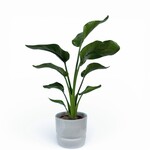 Planten Strelitzia nicolai - Ø19 - Hoogte 100 cm