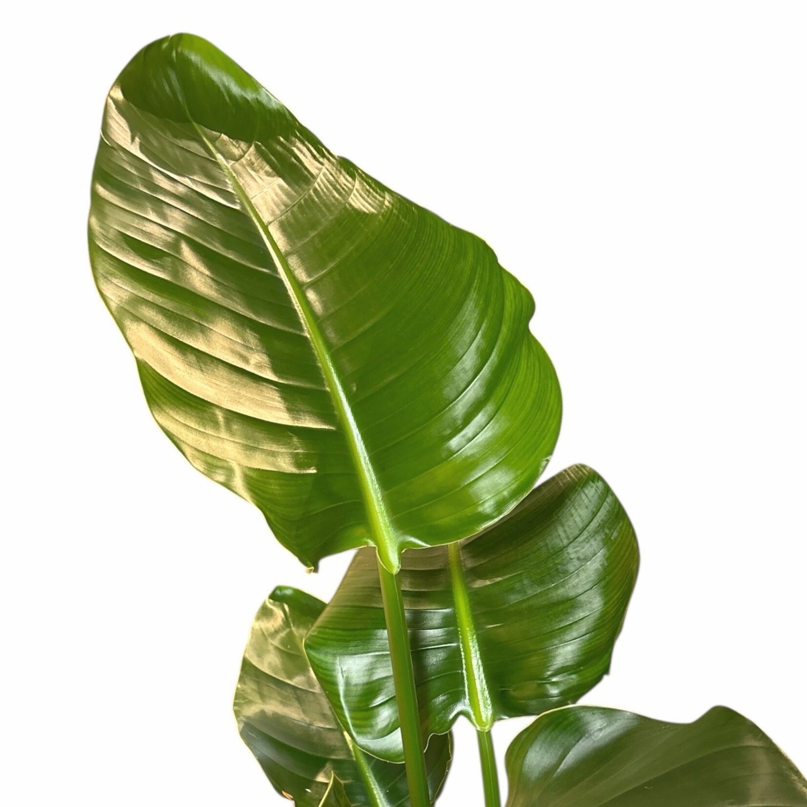 Planten Strelitzia nicolai - Ø19 - Hoogte 100 cm