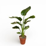 Planten Strelitzia nicolai - Ø19 - Hoogte 100 cm