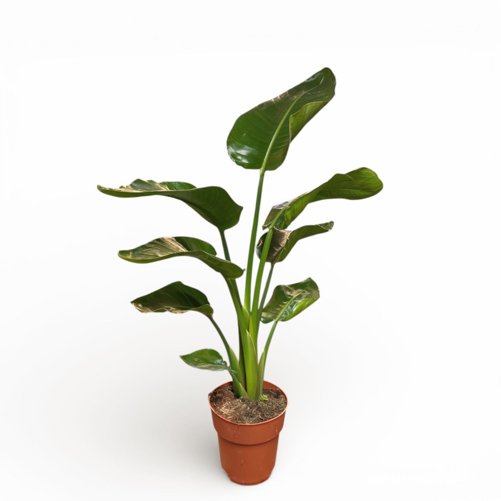 Planten Strelitzia nicolai - Ø19 - Hoogte 100 cm