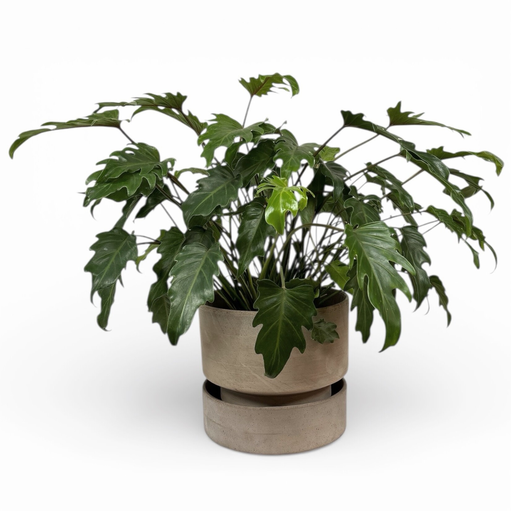 Planten Philodendron xanadu - Ø21