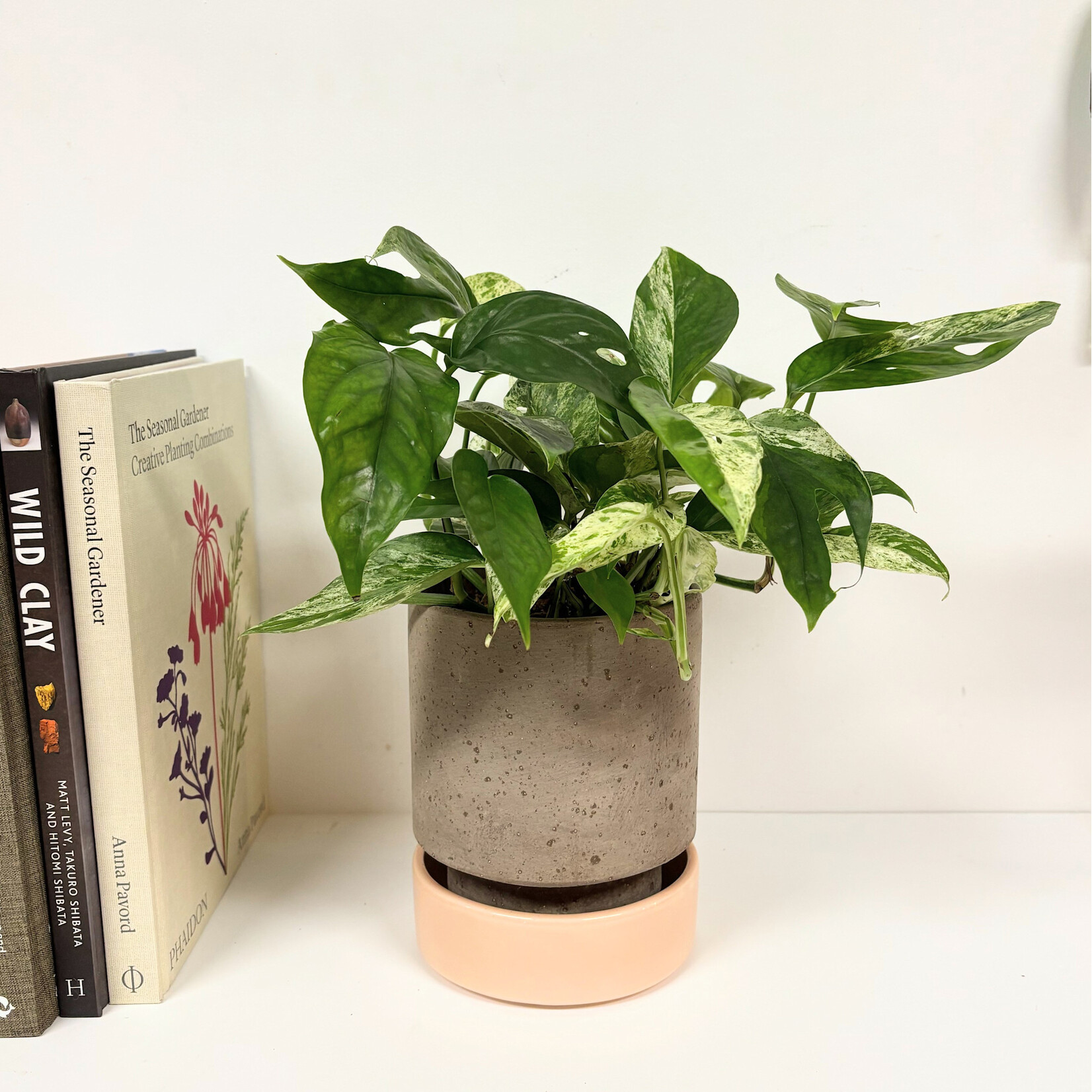 Planten Epipremnum marble queen variegated - Ø12