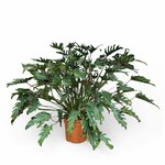 Planten Philodendron xanadu - Ø30 - Hoogte 100 cm