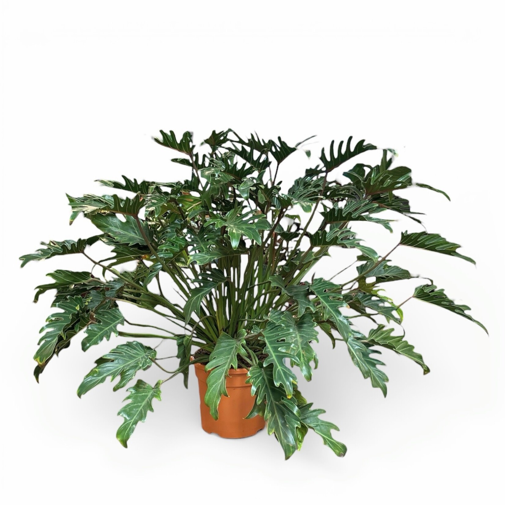 Planten Philodendron xanadu - Ø30 - Hoogte 100 cm