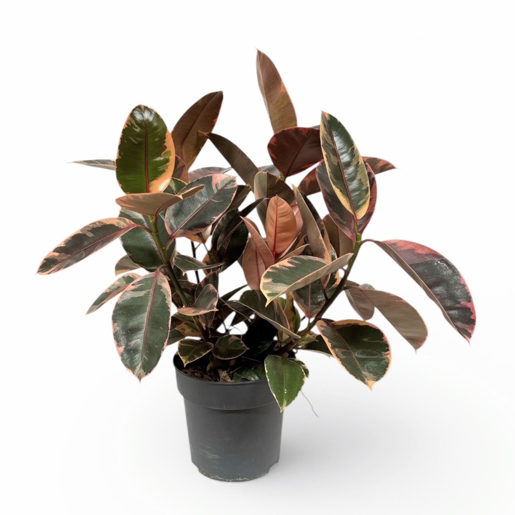 Planten Ficus elastica belize - Ø21