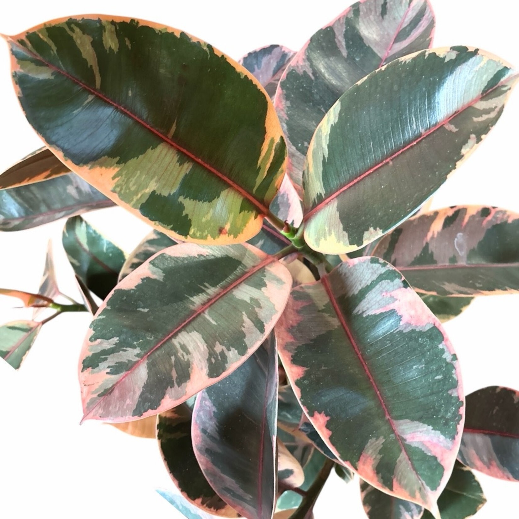 Planten Ficus elastica belize - Ø21