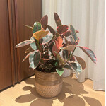 Planten Ficus elastica belize - Ø21