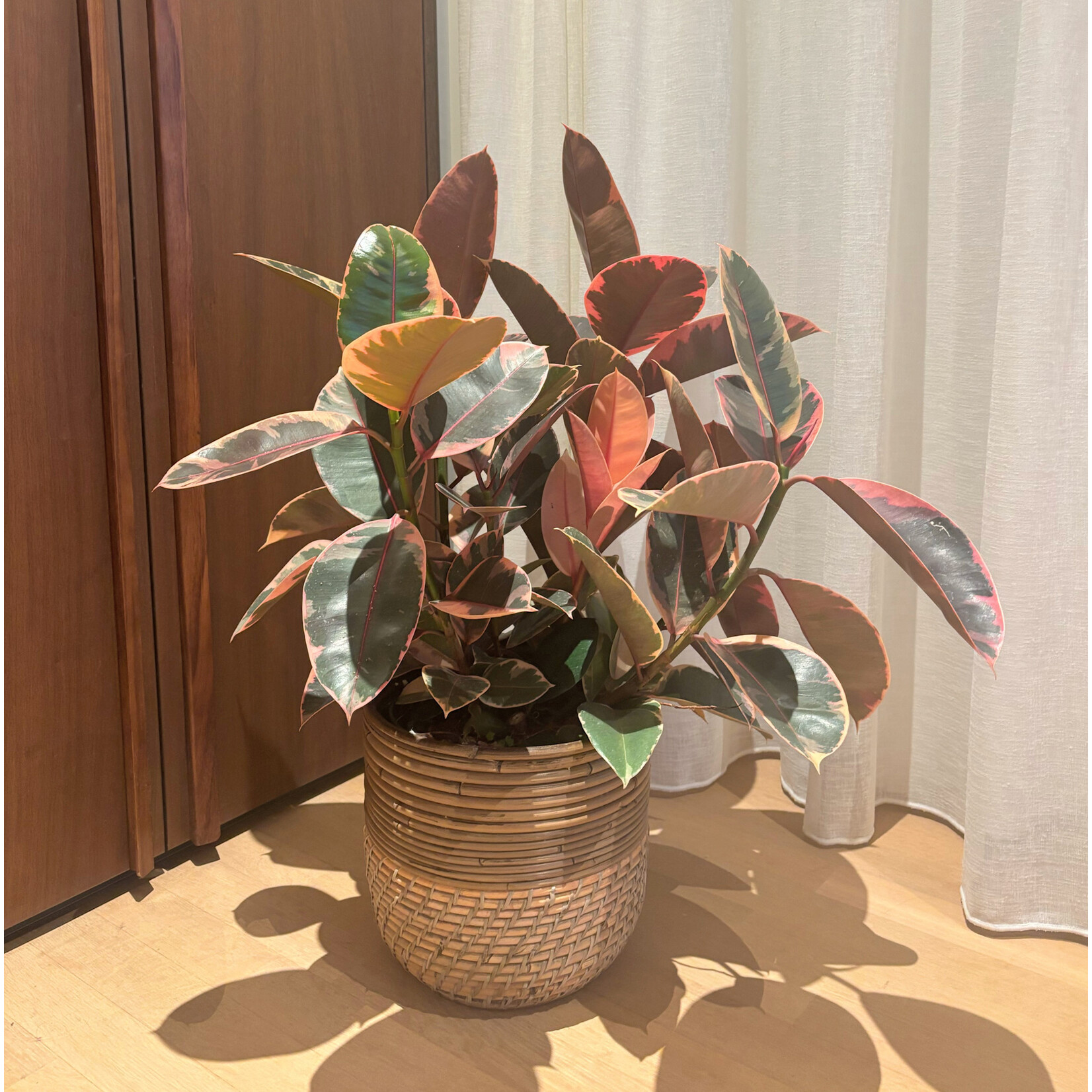 Planten Ficus elastica belize - Ø21