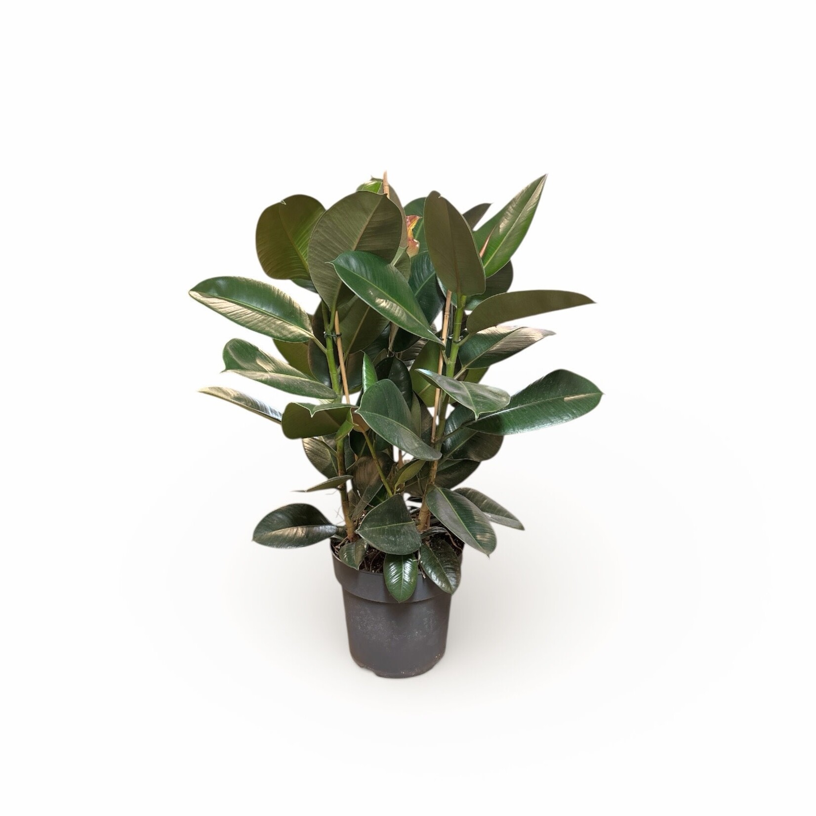 Planten Ficus elastica robusta toef - Ø27 - H90