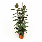 Planten Ficus elastica robusta  toef - Ø27 - H150