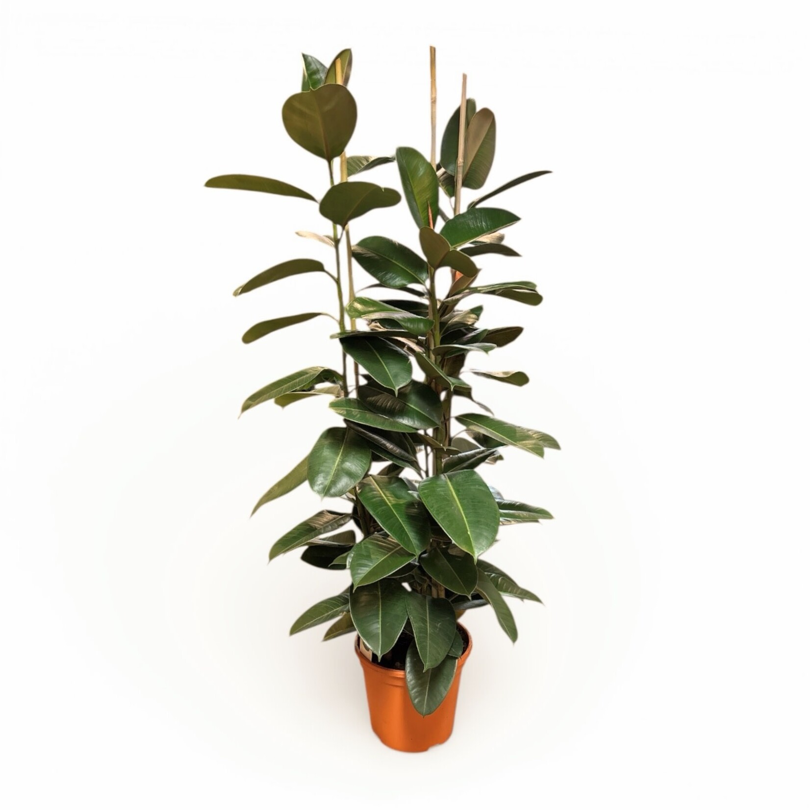 Planten Ficus elastica robusta  toef - Ø27 - H150