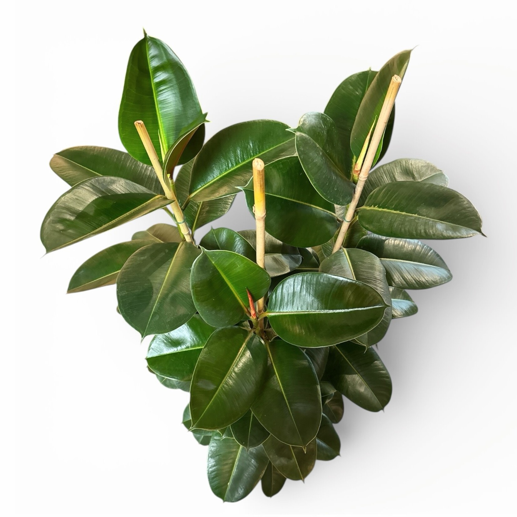Planten Ficus elastica robusta  toef - Ø27 - H150