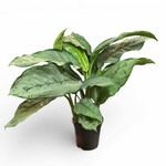 Planten Aglaonema B.J. Freedman - Ø17