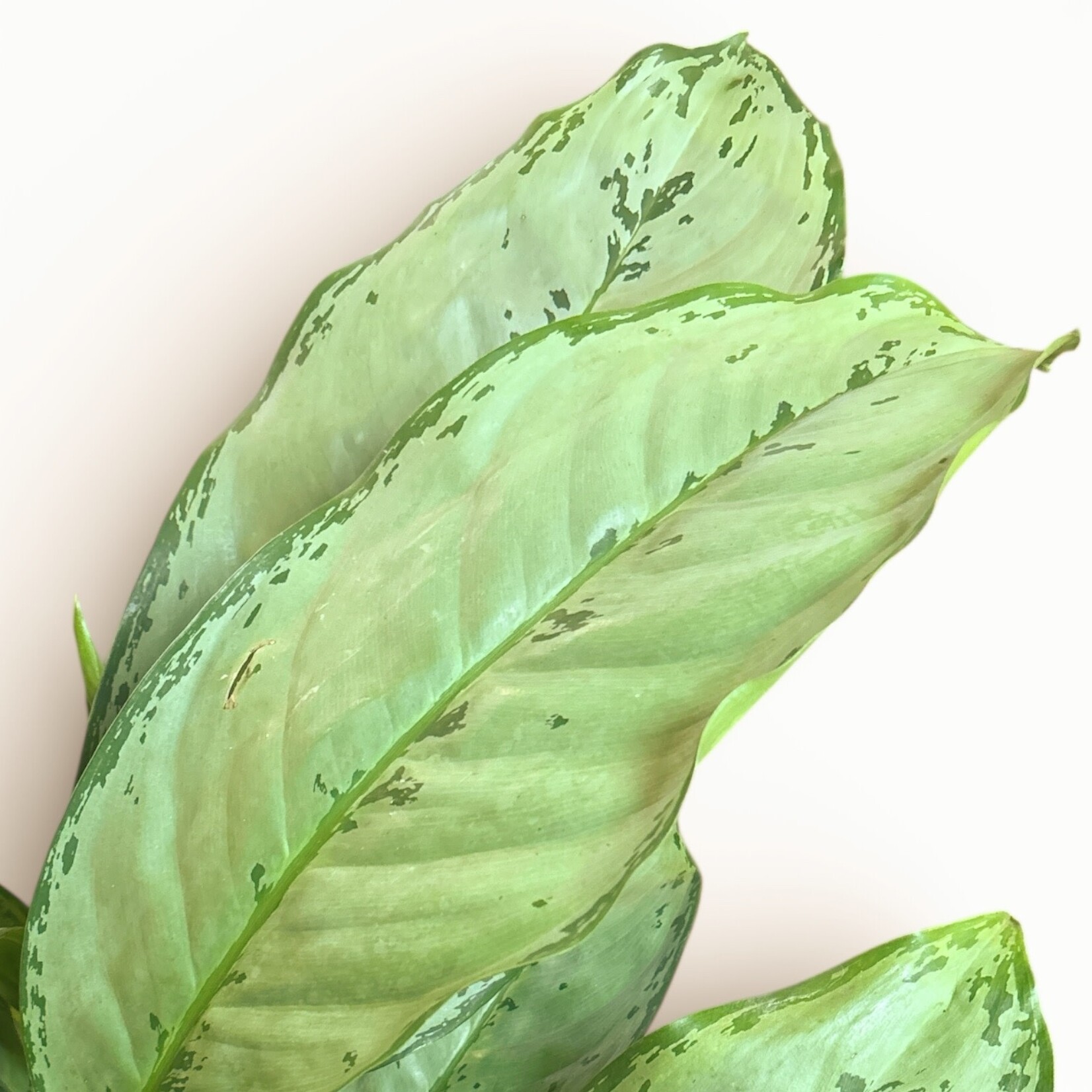 Planten Aglaonema B.J. Freedman - Ø17