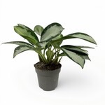 Planten Aglaonema silver blue - Ø12