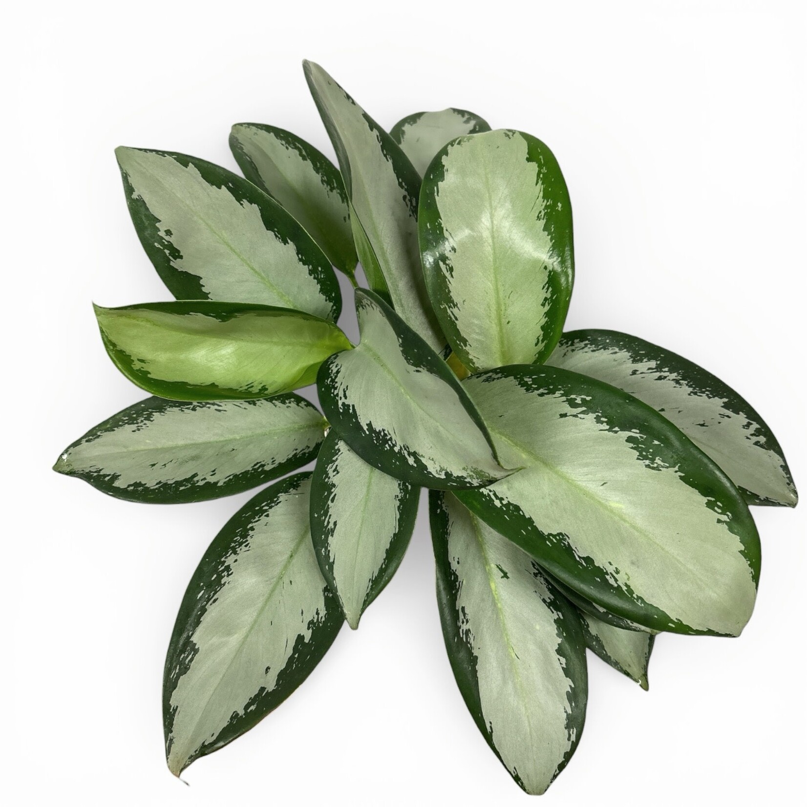 Planten Aglaonema silver blue - Ø12