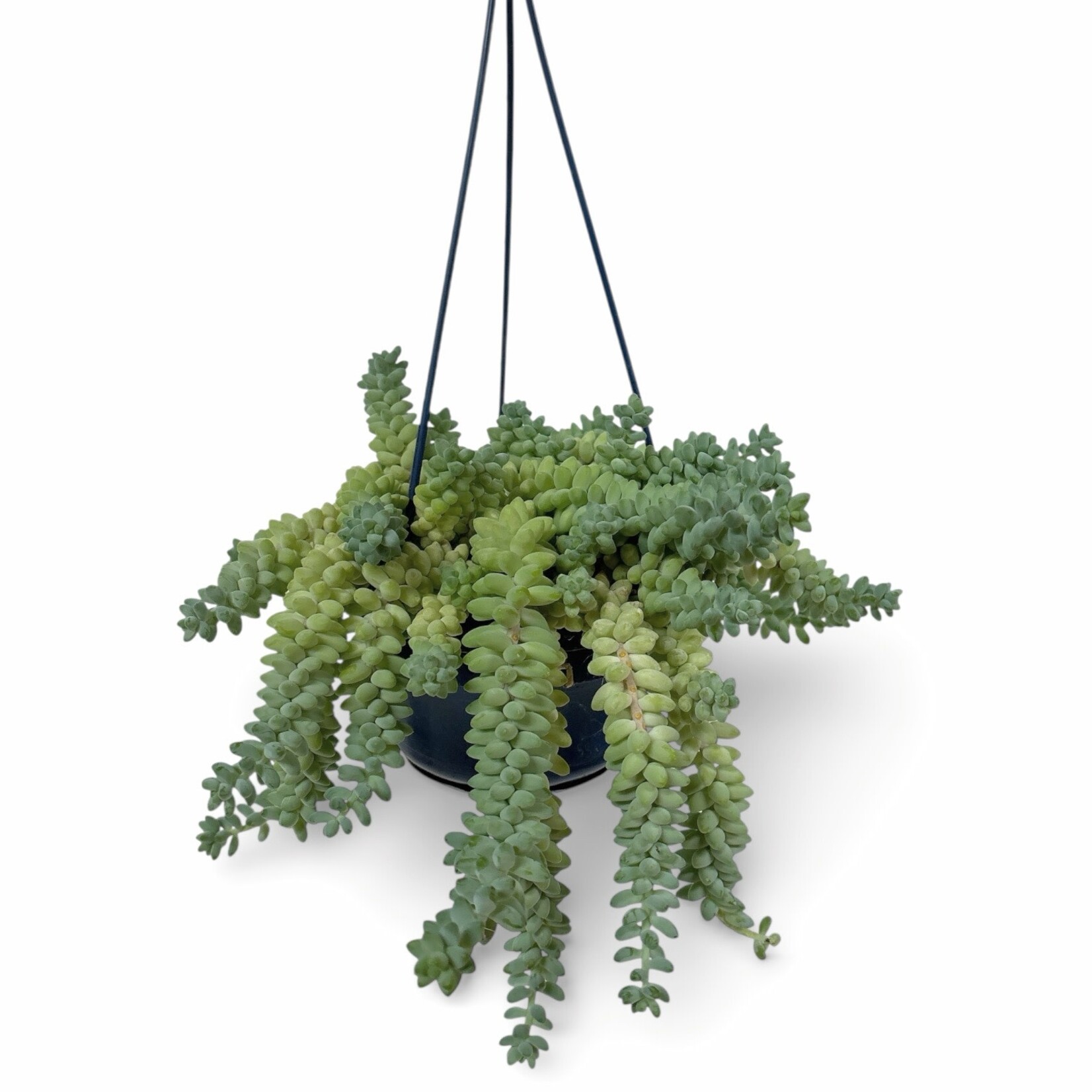 Planten Sedum burrito - Ø14