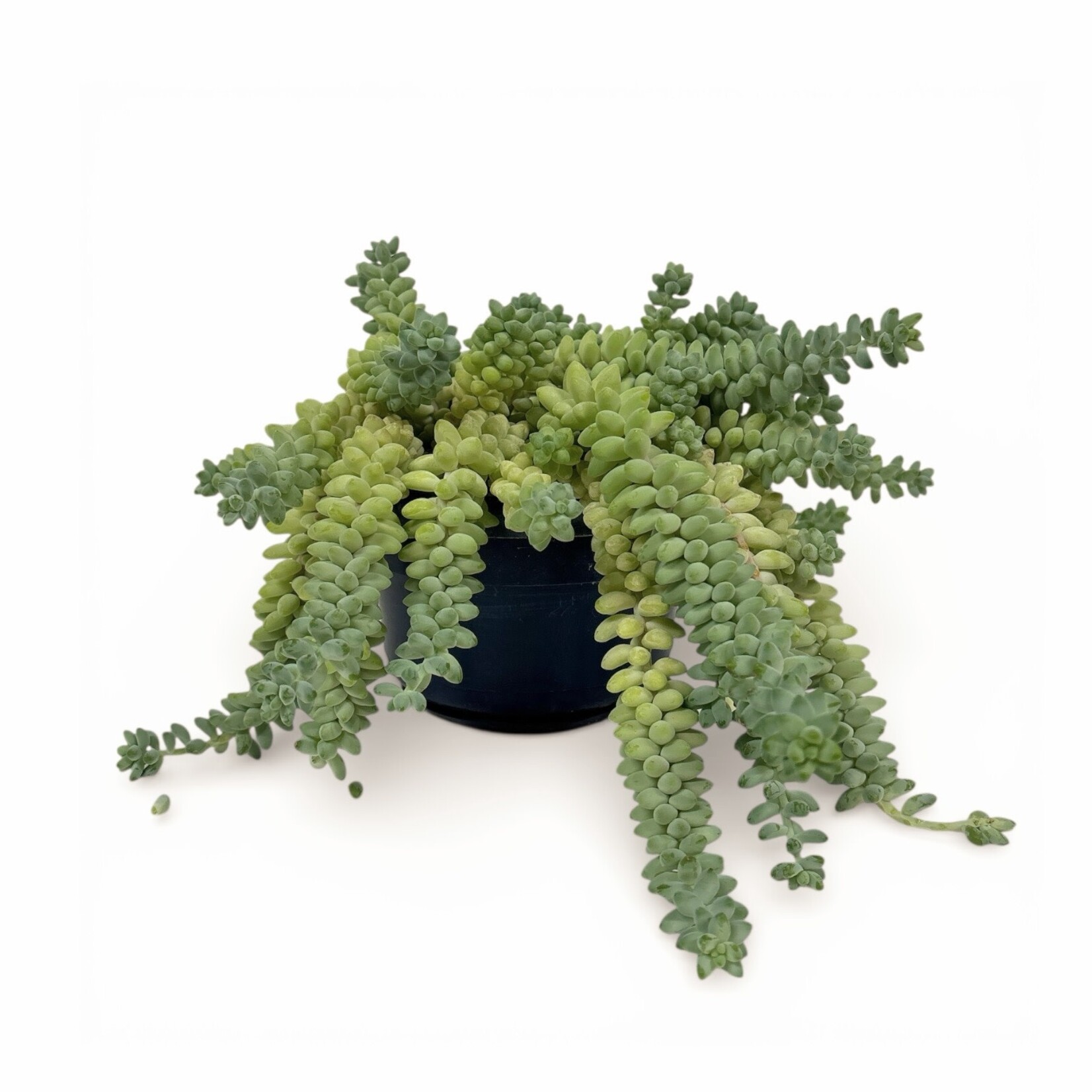 Planten Sedum burrito - Ø14