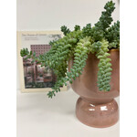 Planten Sedum burrito - Ø14