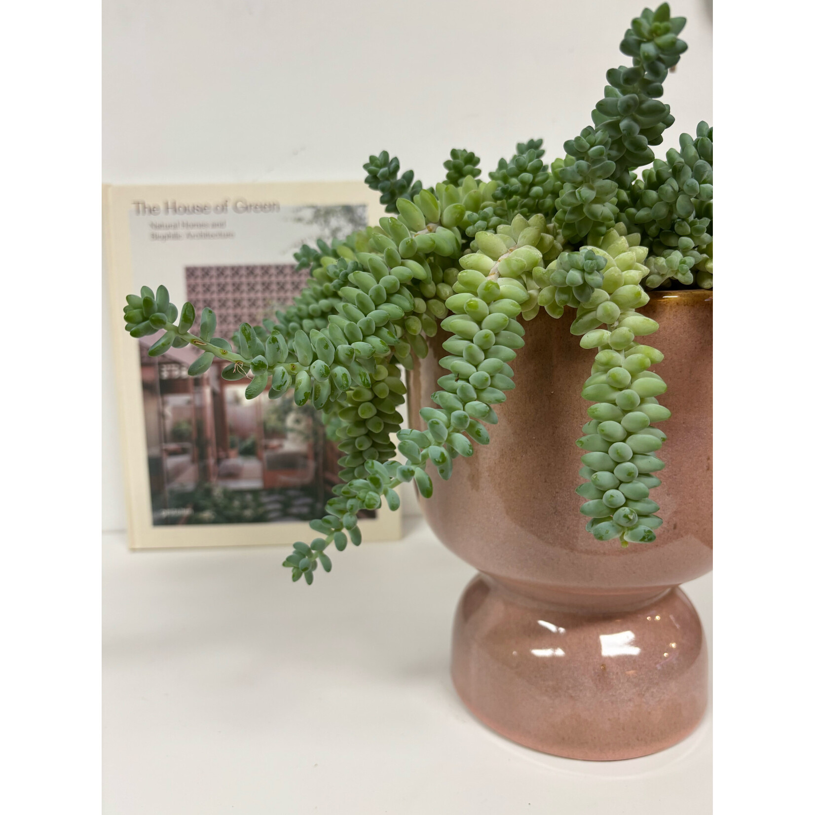 Planten Sedum burrito - Ø14