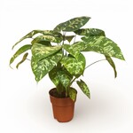 Planten Homalomena Candid - Ø19